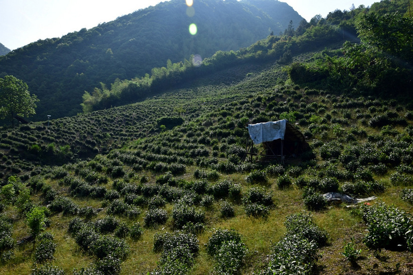 松萝山 song luo shan tea